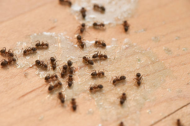 Best Flea Control Services  in Hurleyville, NY