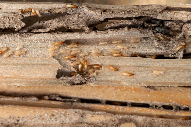 Best Pest Removal Services  in Hurleyville, NY